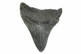 Fossil Megalodon Tooth - South Carolina #356844-1
